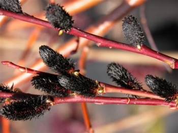 rośliny ogrodowe - Wierzba wiotka odm. czarnokotkowa Salix gracilistyla 'Melanostachys' C5/60cm *K20