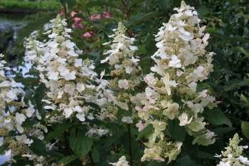 sklep ogrodniczy - Hortensja olbrzymia VERA Hydrangea paniculata /C3