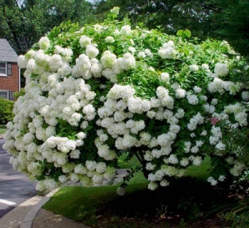 sadzonki - Hortensja bukietowa 'Harry's Souvenir' Hydrangea paniculata