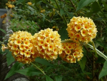 sklep ogrodniczy - Budleja wayeriana HONEYCOMB /C2 *11