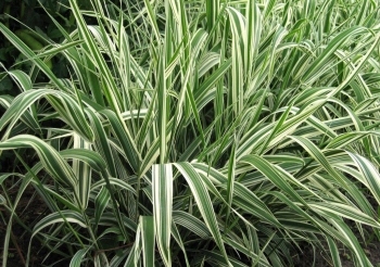rośliny ogrodowe - Mozga trzcinowata Picta (Phalaris arundinacea) P9-P11