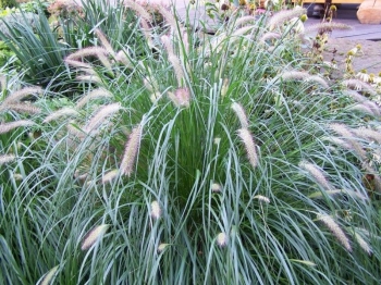 rośliny ozdobne - Rozplenica japońska Pennisetum alopecuroides Piórkówka /C2