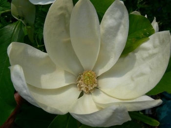 rośliny ozdobne - Magnolia x thompsoniana C4/80-100cm *13