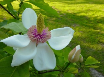 rośliny ogrodowe - Magnolia x wieseneri HILLIER CLONE C2/20cm *21T