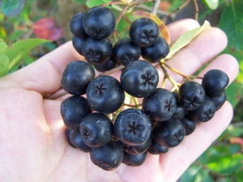 sklep ogrodniczy - Aronia WIELKOOWOCOWA - zestaw 3 sztuk w doniczkach