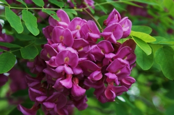 sadzonki - Robinia szczeciniasta Robinia hispida C5/Pa150cm
