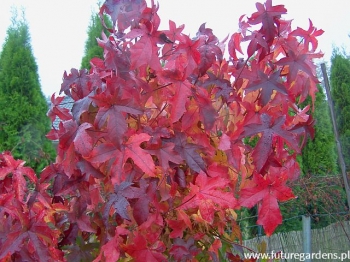 rośliny ozdobne - Ambrowiec amerykański (Liquidambar styraciflua) w formie KRZACZASTEJ