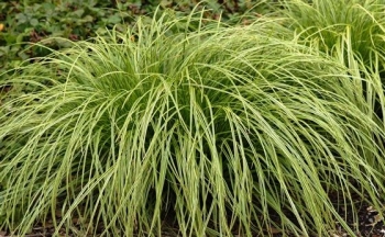 sklep ogrodniczy - Turzyca GOLD FOUNTAIN Carex dolichostachya Kaga Nishiki /P12