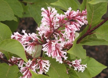 sadzonki - Lilak junański Syringa yunnanensis C5/60-80cm