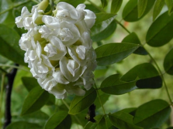 sadzonki - Wisteria frutescens NIVEA Glicynia amerykańska C2/80cm