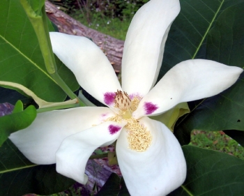 rośliny ozdobne - Magnolia wielkolistna ASHEI M.macrophylla C6/40-50cm *T
