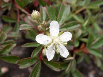 sklep ogrodniczy - Pięciornik trójząbkowy NUUK Potentilla tridentata /C1,5 *16