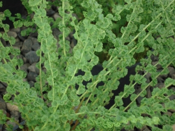 sklep ogrodniczy - Wietlica samicza FRIZELLIAE Athyrium filix-femina /P11
