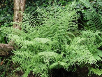 sklep ogrodniczy - Narecznica samcza POLYDACTYLON Dryopteris filix-mas /P11-C2