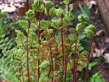 rośliny ozdobne - Długosz królewski PURPURASCENS Osmunda regalis /P9 *K11