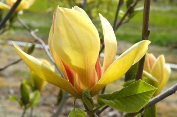 rośliny ogrodowe - Magnolia SUNSATION C3/40-60cm