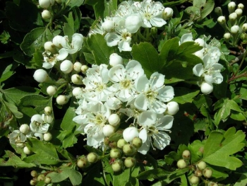 rośliny ozdobne - Głóg jednoszyjkowy - zestaw 50 szt.(goły korzeń) Crataegus monogyna