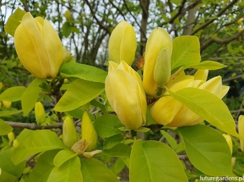 sadzonki - Magnolia ×brooklynensis YELLOW BIRD C3/60cm *K19