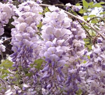 rośliny ogrodowe - Wisteria macrostachya AUNT DEE Glicynia amerykańska /C3