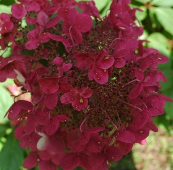 sadzonki - Hortensja wiechowata Wim's Red (Hydrangea paniculata) /C5 *K18