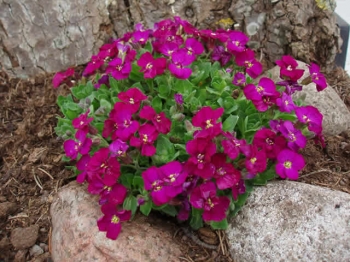 rośliny ozdobne - Żagwin - Aubrieta hybrida - nasiona 0,3 g