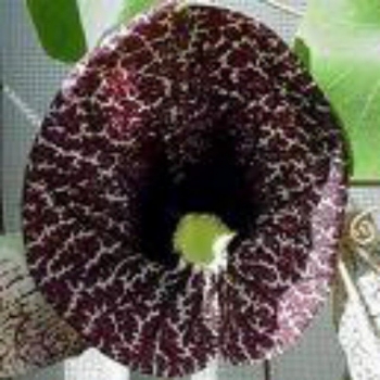 rośliny ozdobne - Kokornak wielkolistny (Aristolochia durior syn. Aristolochia macrophylla) C2/60-80cm *9KW