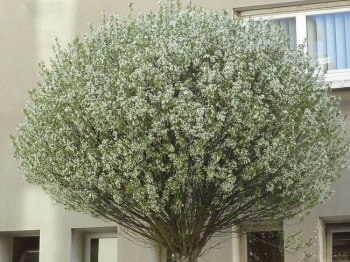 rośliny ogrodowe - Wiśnia osobliwa UMBRACULIFERA Prunus ×eminens C10/Pa120cm(1,6m)