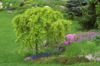 rośliny ogrodowe - Karagana syberyjska PENDULA Caragana arborescens C10/Pa120cm
