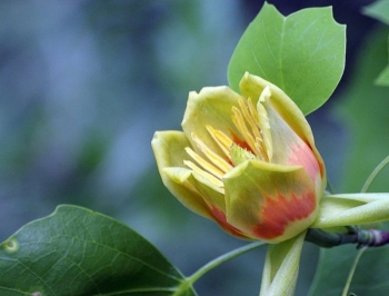 rośliny ozdobne - Tulipanowiec amerykański EDWARD GURSZTYN Liriodendron tulipifera