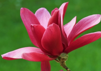 sklep ogrodniczy - Magnolia kolumnowa BURGUNDY STAR C5/80-100cm