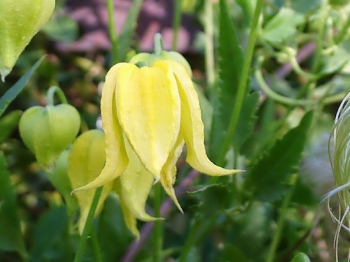 rośliny ogrodowe - Powojnik tangucki (Clematis tangutica) /C2 *P25