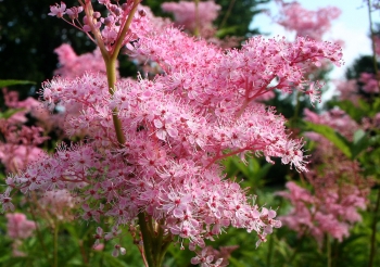 rośliny ozdobne - Wiązówka błotna RÓŻOWA Filipendula ulmaria C1,5-C2