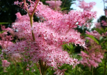 rośliny ogrodowe - Wiązówka błotna RÓŻOWA Filipendula ulmaria C1,5-C2