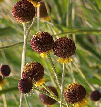 rośliny ozdobne - Dzielżan AUTUMN LOLLIPOP Helenium C5