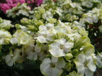 sadzonki - Płomyk wiechowaty JADE Floks Phlox paniculata /C2,5