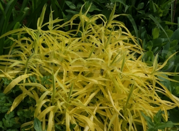 rośliny ogrodowe - Nawłoć HIDDIGEIGEI Solidago /C2