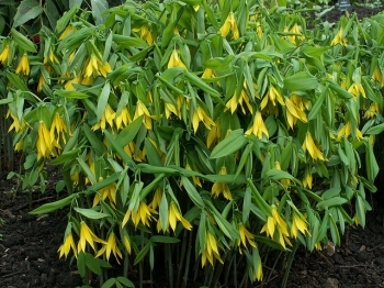 rośliny ozdobne - Jagodowiec wielkokwiatowy PALLIDA Uvularia grandiflora /P9 *T69