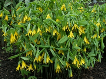 sklep ogrodniczy - Jagodowiec wielkokwiatowy PALLIDA Uvularia grandiflora /P9 *T69