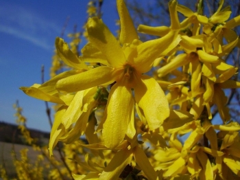 sadzonki - Forsycja karłowa NIMBUS Forsythia intermedia