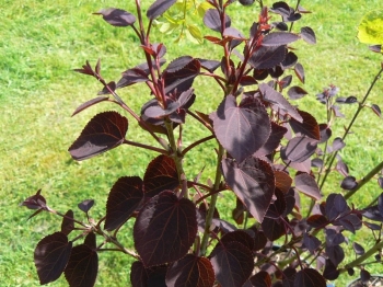 sklep ogrodniczy - Grujecznik japoński RED HABBIT Cercidyphyllum japonicum