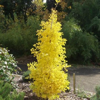 rośliny ozdobne - Miłorząb wąskokolumnowy MENHIR Ginkgo biloba M. japoński C5/80-100cm
