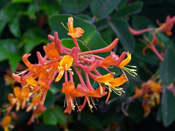 rośliny ogrodowe - Wiciokrzew Henryego (Lonicera Henryi) C1/40cm *K8