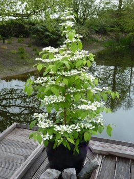 sklep ogrodniczy - Kalina japońska KILIMANDŻARO SUNRISE 'JWW5' Viburnum plicatum C5/40-60cm *T8