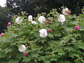 rośliny ozdobne - Bawełniana róża Hibiscus mutabilis sadzonka C2/40-50cm