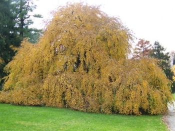 rośliny ozdobne - Grujecznik płaczący TIDAL WAVE Cercidyphyllum japonicum C3/60-80cm