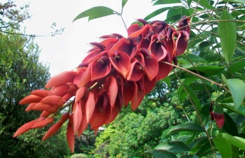 sklep ogrodniczy - Erythrina crista-galli COMPACTA Koralowe drzewo Koralodrzew C2/20cm *G3