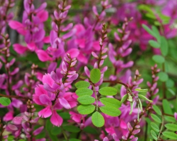 sklep ogrodniczy - Indigofera heterantha Indygowiec himalajski /C3 *K20