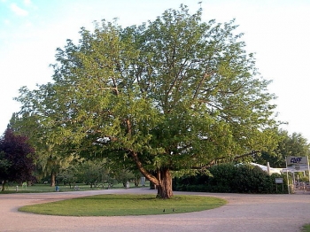 sadzonki - Skrzydłorzech Pterocarya macroptera var. insignis C5/40-60cm