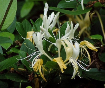 sadzonki - ZIMOZIELONY Wiciokrzew japoński Halliana (Lonicera japonica Halliana) C2/80cm