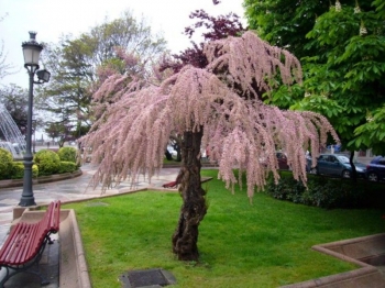 sadzonki - Tamaryszek rozgałęziony RUBRA Tamarix ramosissima C3/60-80cm *T75